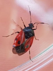 Deraeocoris rutilus
