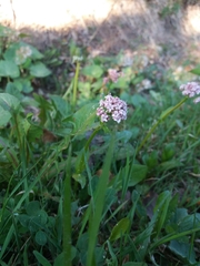 Valeriana dioica