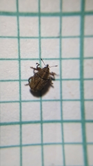 Trichosirocalus troglodytes