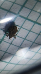 Trichosirocalus troglodytes