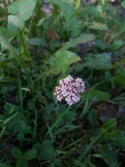 Valeriana dioica
