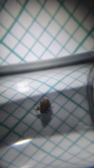 Trichosirocalus troglodytes