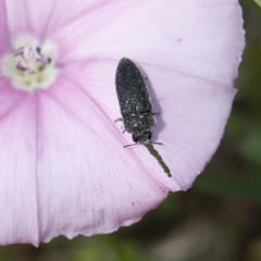 Acmaeodera brevipes