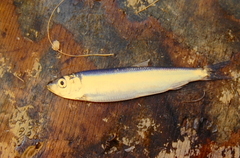 Clupea harengus