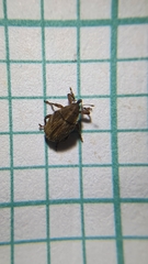 Trichosirocalus troglodytes