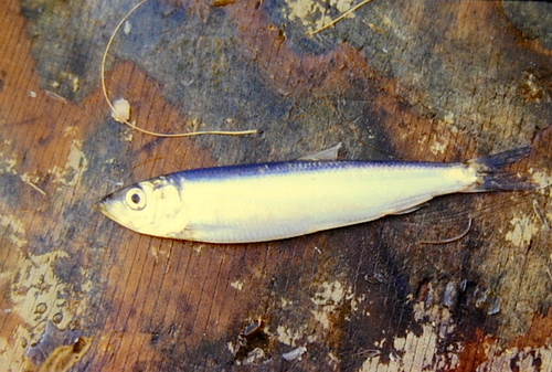 Atlantic Herring