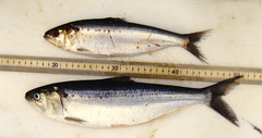 Alosa sapidissima