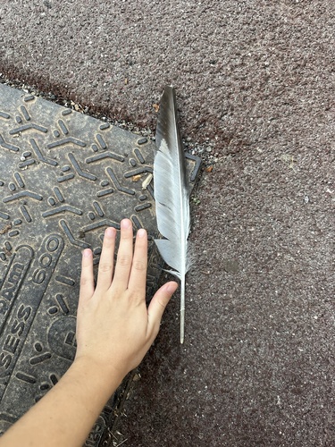 Plume de Goéland leucophée