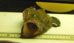 Lophius americanus