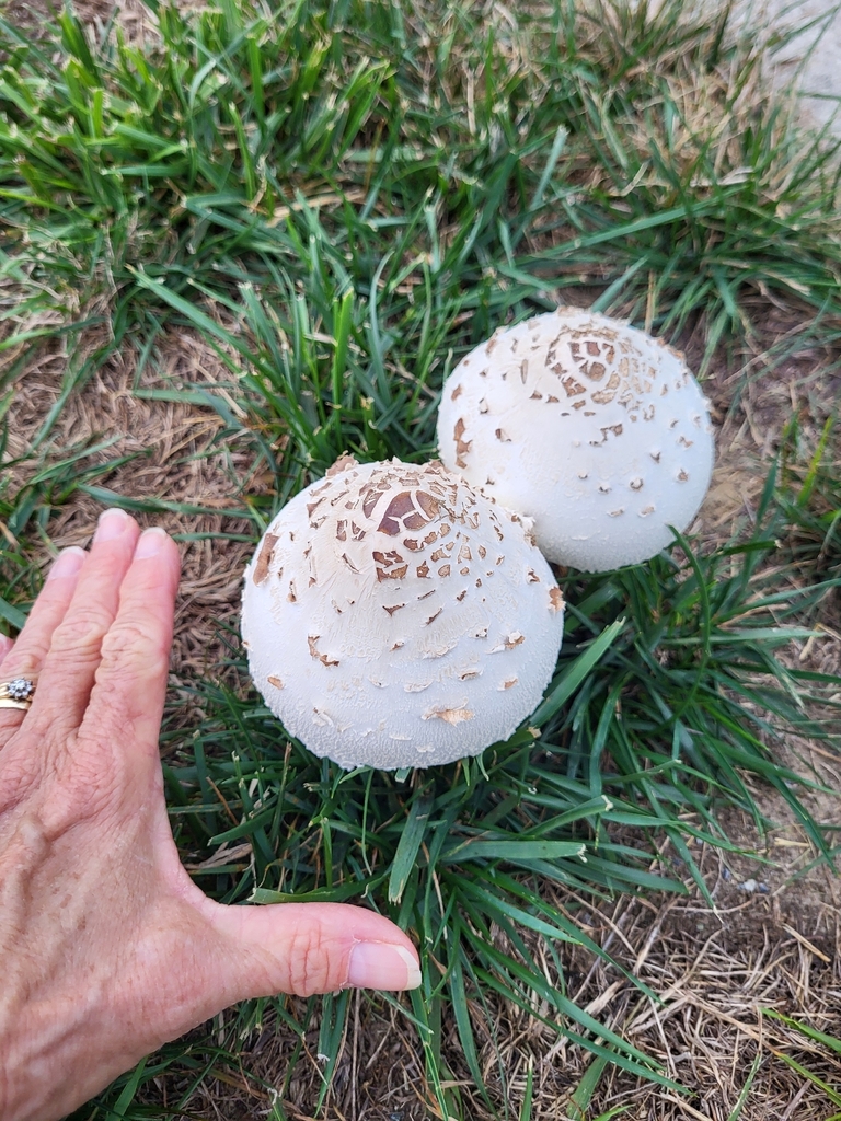 Green-spored Parasol · August 2026 · photo: Photo: (c) Elizabeth Green, some rights reserved (CC BY) · iNaturalist