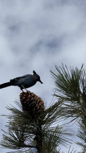 iNaturalist observation photo of Steller's Jay