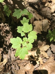 Viburnum acerifolium