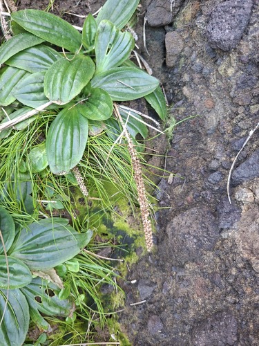 Plantago australis, photograph 2
