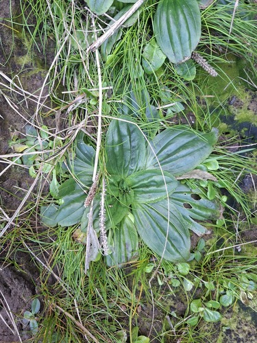 Plantago australis, photograph 3