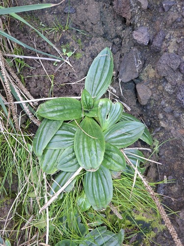Plantago australis, photograph 4