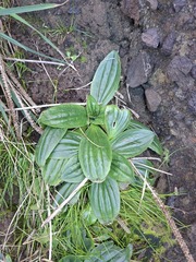 author not stated, no rights reserved Plantago australis, photograph author not stated, no rights reserved