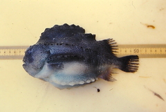 Cyclopterus lumpus