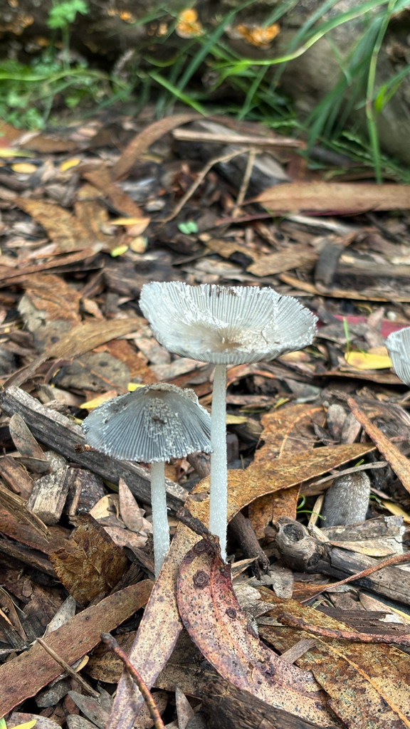 hare's foot inkcap · August 2026 · photo: Photo: (c) Mary Jantsch, some rights reserved (CC BY) · iNaturalist