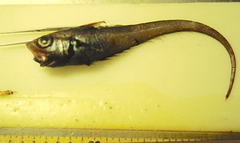 Marlin-Spike photo 3