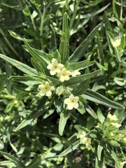 Lithospermum ruderale