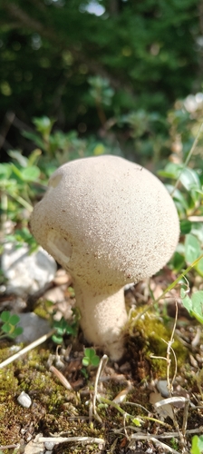 Pestle Puffball