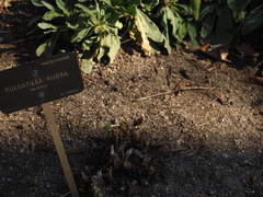 Pulsatilla rubra