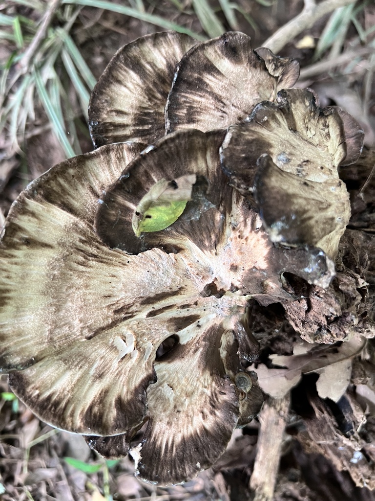 Black-staining Polypore · August 2026 · photo: Photo: (c) Mark Richman, some rights reserved (CC BY) · iNaturalist