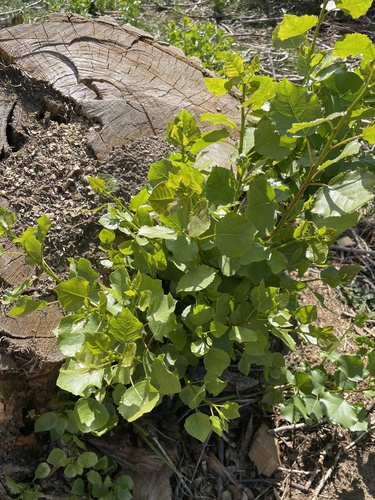 Black Poplar