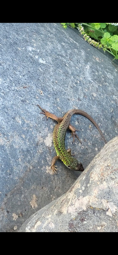 Iberian Emerald Lizard