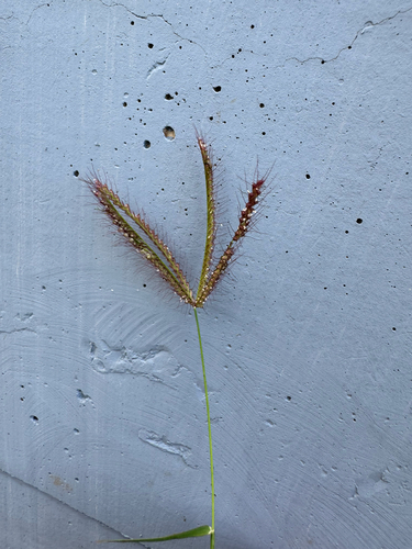 Chloris barbata observed 2026-08-28