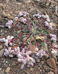 Calyptridium monospermum
