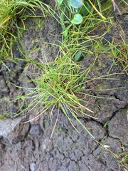Isolepis cernua, photograph author not stated, no rights reserved