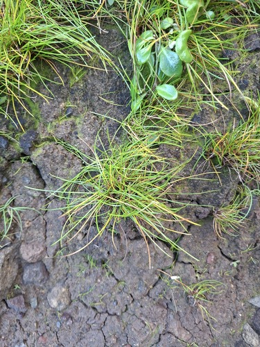 Isolepis cernua, photograph 2
