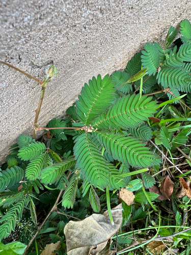 Mimosa pudica observed 2026-08-28