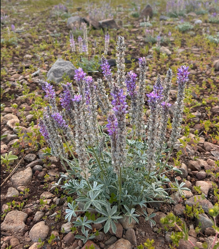 Lupinus lepidus, photograph 3