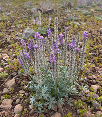 Lupinus lepidus, photograph (c) Mary Jantsch, some rights reserved (CC BY)