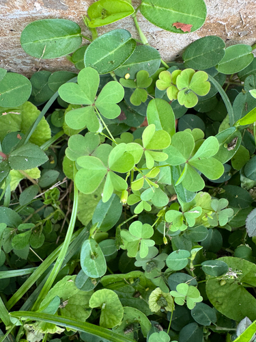 Oxalis corniculata observed 2026-08-28