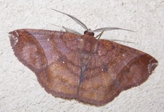 Thysanopyga apicitruncaria