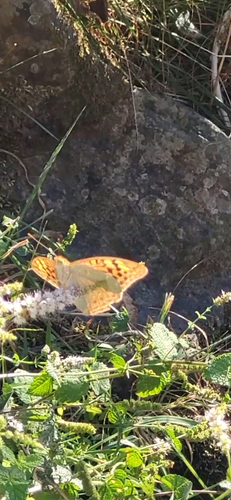 Cardinal Butterfly