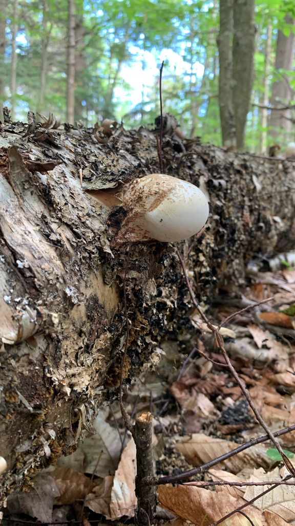 birch polypore · August 2026 · photo: Photo: (c) madgougeon, some rights reserved (CC BY) · iNaturalist
