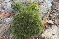Genista desoleana