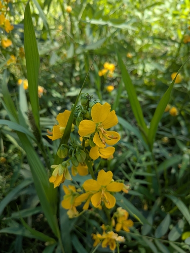 Senna hirsuta, photograph 1