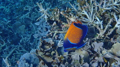 Pomacanthus navarchus