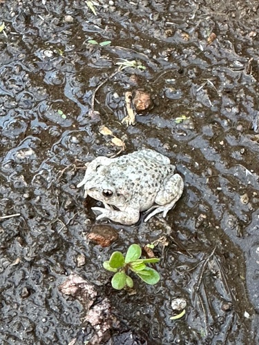 Common Midwife Toad