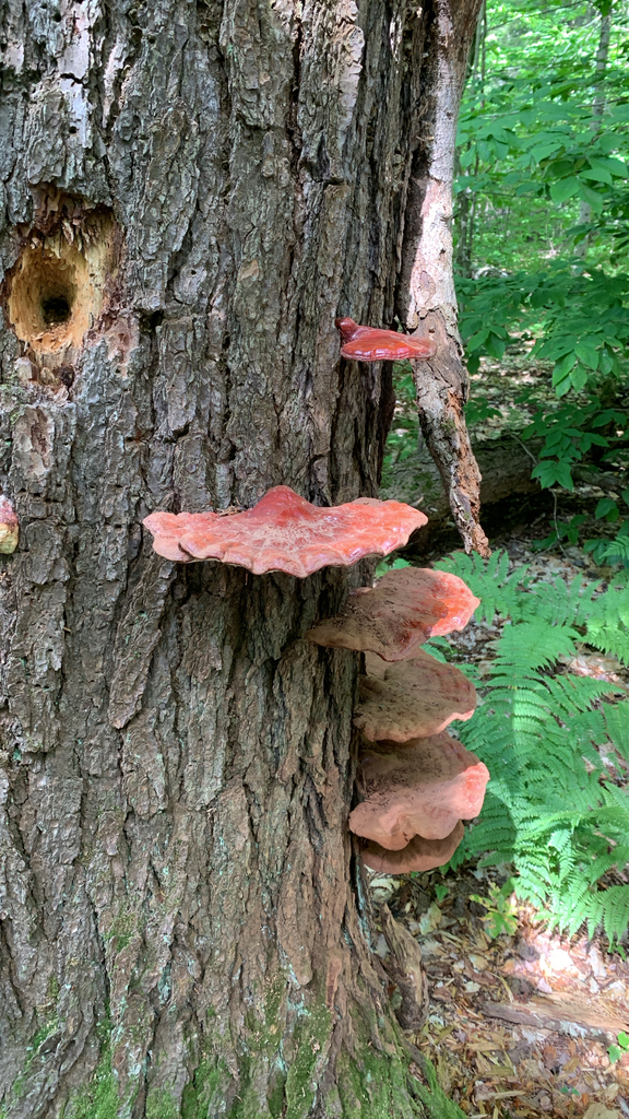 hemlock varnish shelf · August 2026 · photo: Photo: (c) madgougeon, some rights reserved (CC BY) · iNaturalist