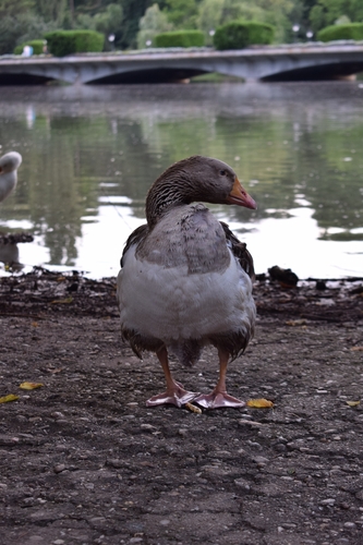 Domestic Greylag Goose