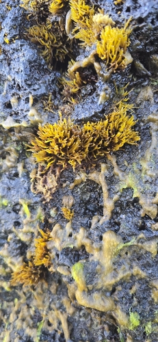 Gymnogongrus durvillei, 2026-08-28