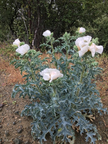 Argemone munita ssp. munita