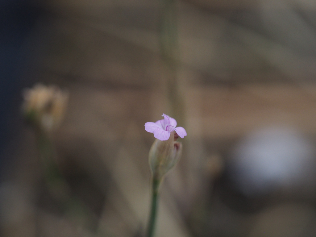 Petrorhagia prolifera; photograph (c) Destynnie K. Berard, some rights reserved (CC BY)