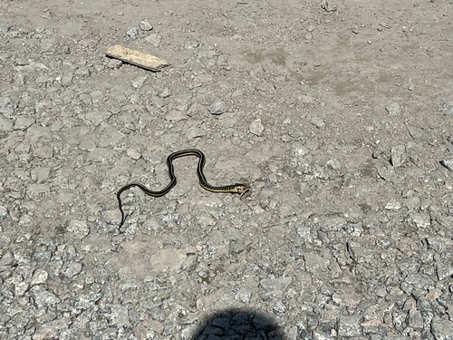 Eastern Garter Snake